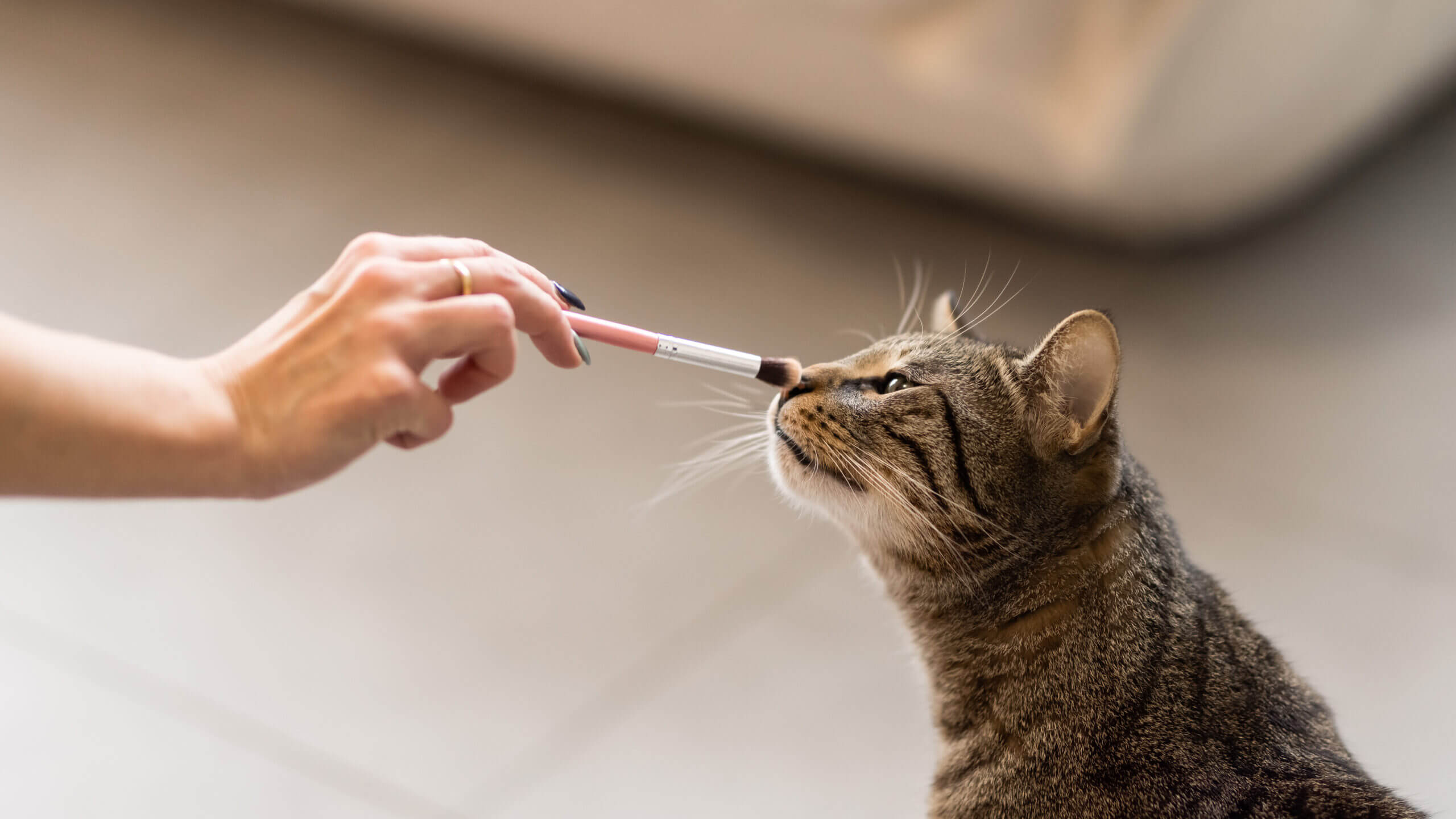 Maquillage de chat : la maquilleuse poudre le nez du chat tigré pendant le préparatifs du mariage avec un pinceau. Le chat renifle le bout du pinceau. L'image est en cadre serré